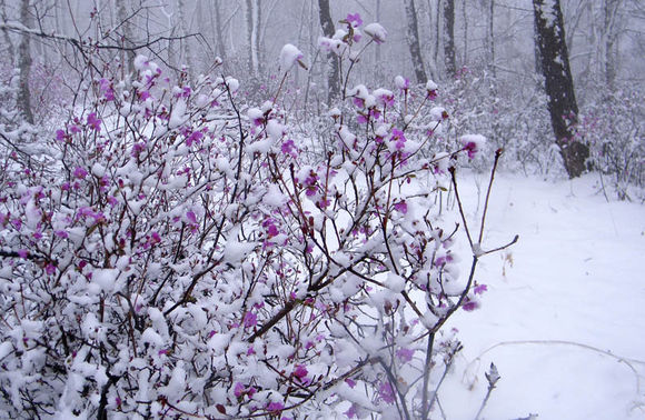 粉红的杜鹃洁白的雪，呼伦贝尔美景惹人醉