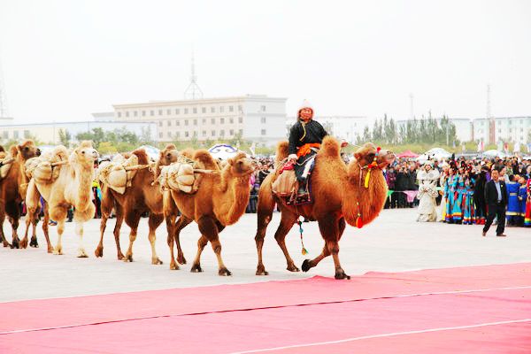 阿拉善骆驼文化那达慕