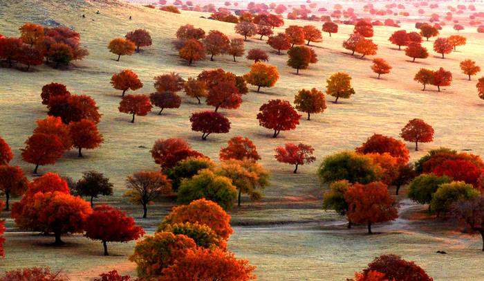 秋季的五角枫自然保护区