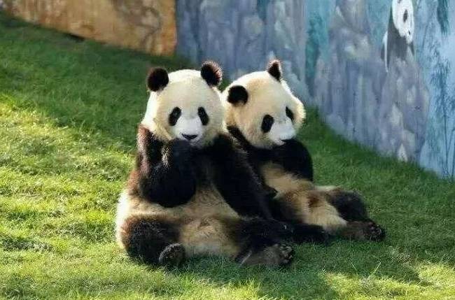 鄂尔多斯野生动物园的双胞胎大熊猫七巧和七喜