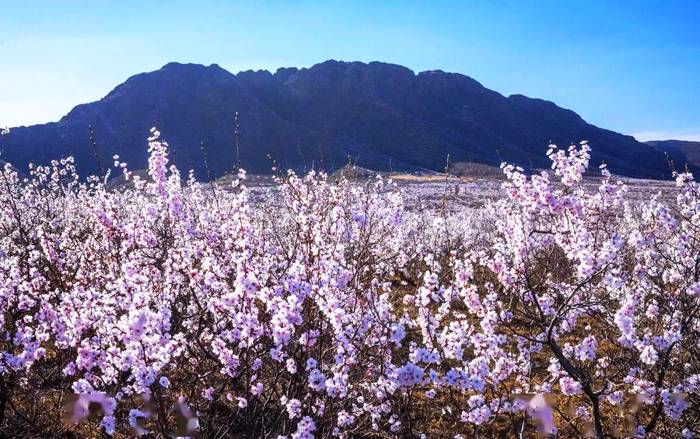金门山自然保护区12万亩山杏花